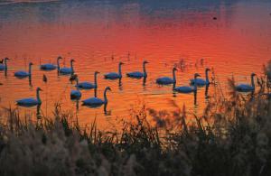 來約！萬只白天鵝在三門峽等你